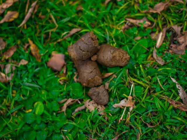 Fresh brown dog poop on lush green grass