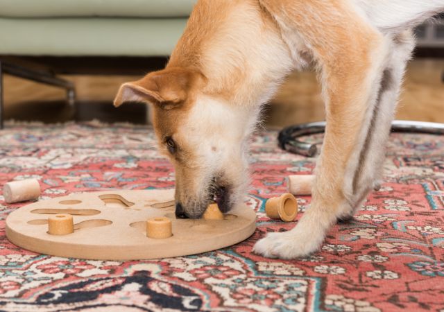 Brown dog playing with interactive puzzle toy
