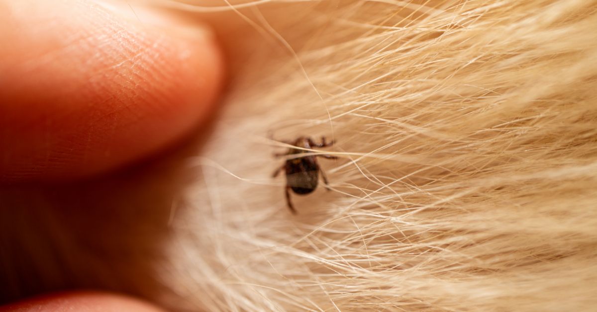 Person pulling back dog hair to reveal a small black tick.
