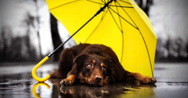 Dog laying on ground out in the rain, but being covered by a large yellow umbrella.