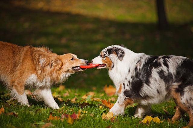 One brown and one multi-coloured dog playing tug of war with a red frisbee