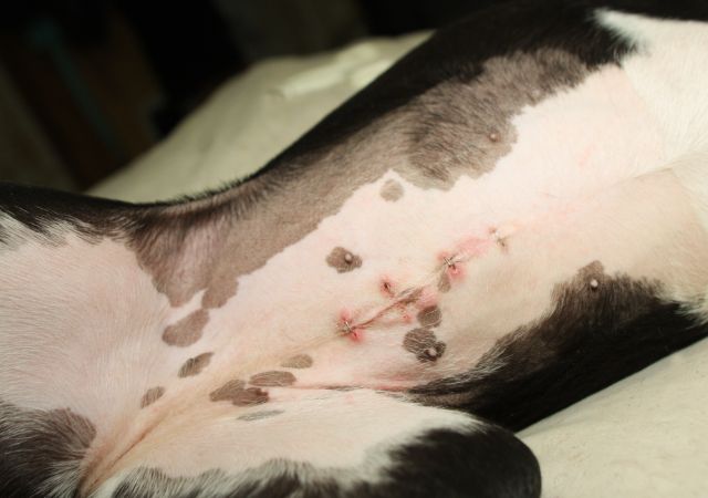 Female dog that has been spayed (desexed) with stitches on the area where she was operated on.