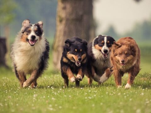 Four dogs running together off leash in park.