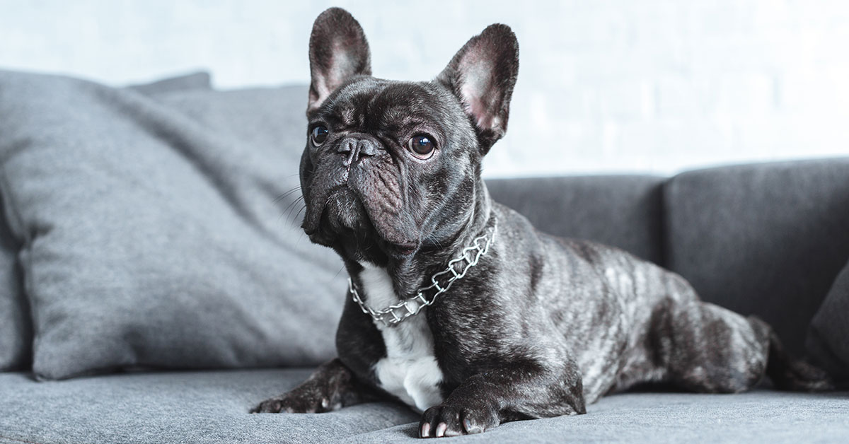 A typical Frenchie laid out on the couch looking tough with a metal chain around its neck.