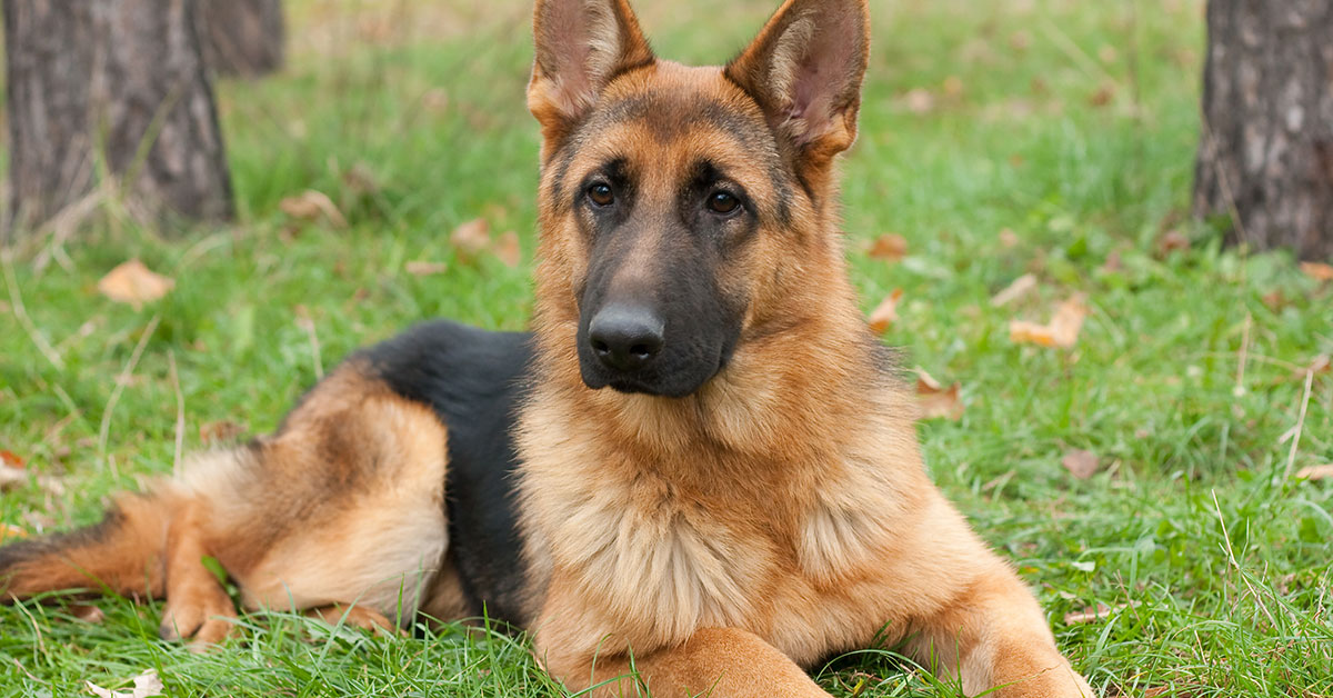 German Shepard dog with golden brown and black coat, sitting on green grass with ears pricked up looking at camera.