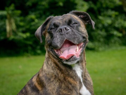 Short haired dog with mouth open and tongue out, looking like it is smiling.