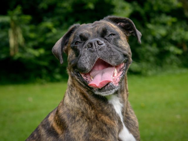 Short haired dog with mouth open and tongue out, looking like it is smiling.