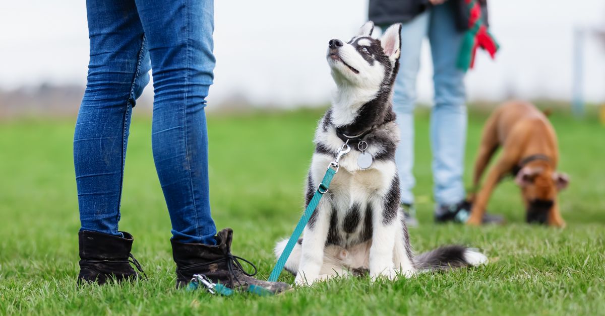 Husky on lead, sitting and looking up at owner with another dog and their owner in the background.