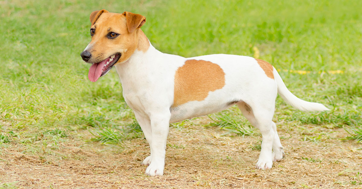 A small Jack Russel Terrier standing on all fours with tongue out.