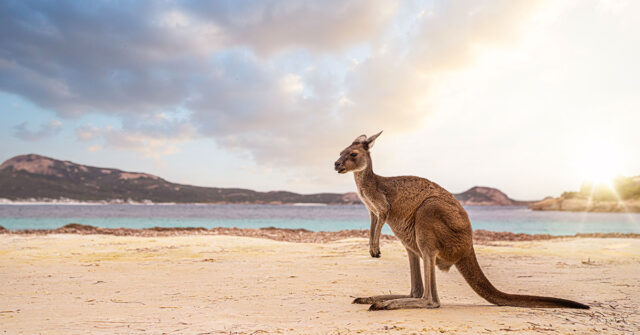 A single Kangaroo on the beach of Kangaroo Island