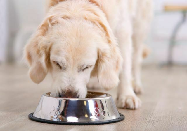 Large Labrador eating from a silver bowl.