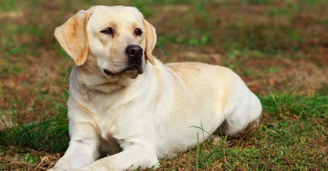 A golden coloured Labrador Retriever laying on the grass.