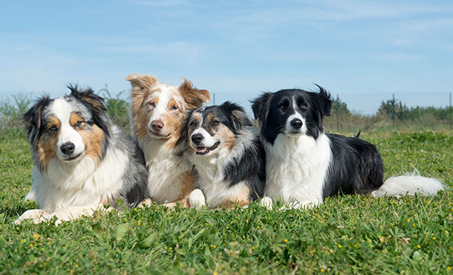 Four border collies of different colours laying on the grass together.