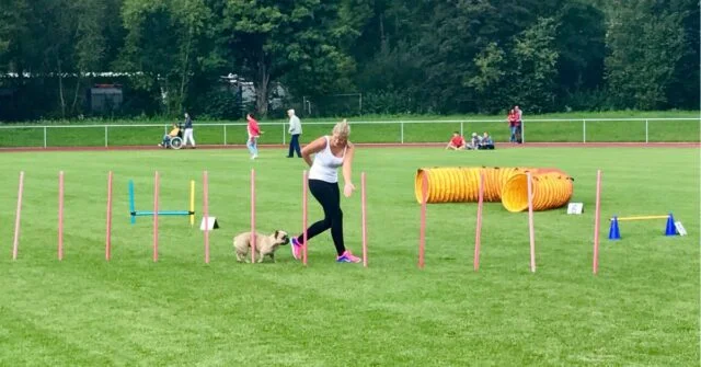 Female dog trainer directing small dog through an obstacle course