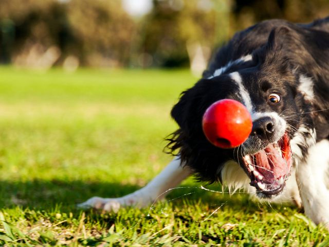 Black and white Border Collie with mouth open about to catch a red ball.