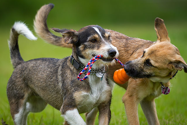 Two scruffy looking dogs playing together with a rope and orange chew toy.