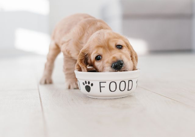 Small puppy eating from a bowl that says FOOD with paw prints on it.