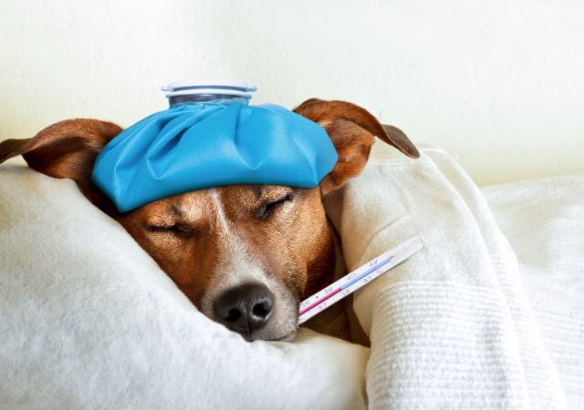 Dog that is not feeling well with a thermometer in mouth,.