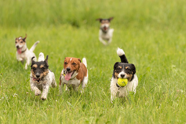 5 small dogs running together in long grass with one of the dogs holding a tennis ball in its mouth.