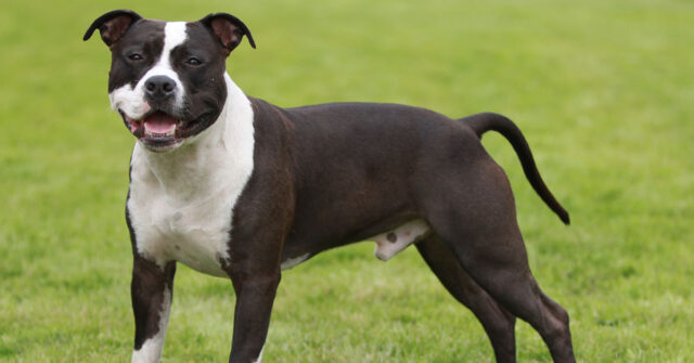 A dark brown and white male Staffie standing with a solid stance on a green field.