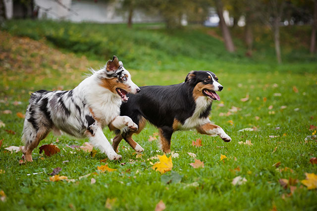 One black and one whitish dog going for a stroll through the park with leaves on the green grass.
