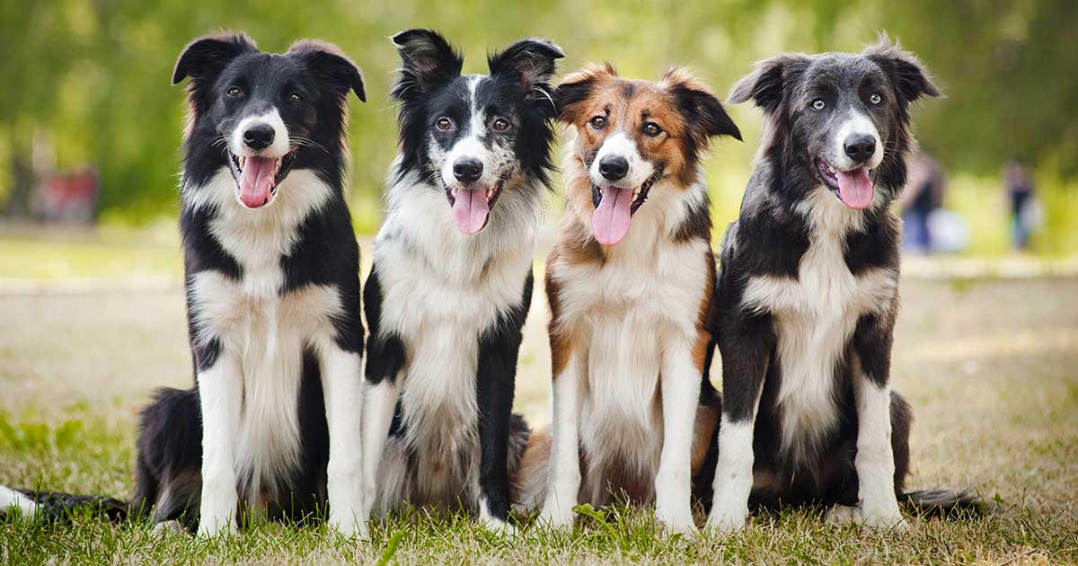 Four large mixed dogs all waiting patiently for their next game to play.