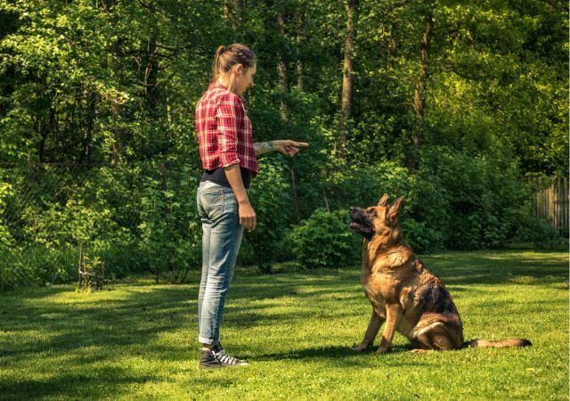 Woman training her dog to sit in the park