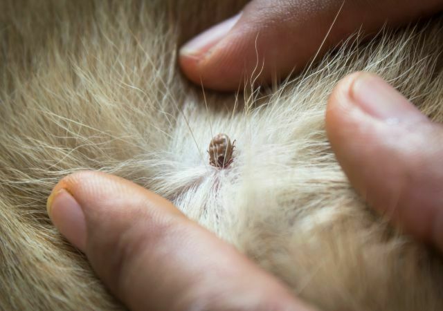 Close up of tick burrowing into a dogs skin with the fur separated with a hand