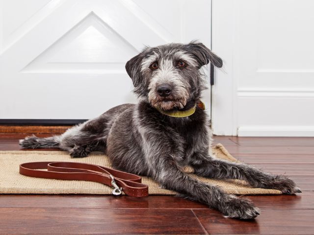 Old grey and white dog sitting on a rug with lead next to it, waiting for a walk.